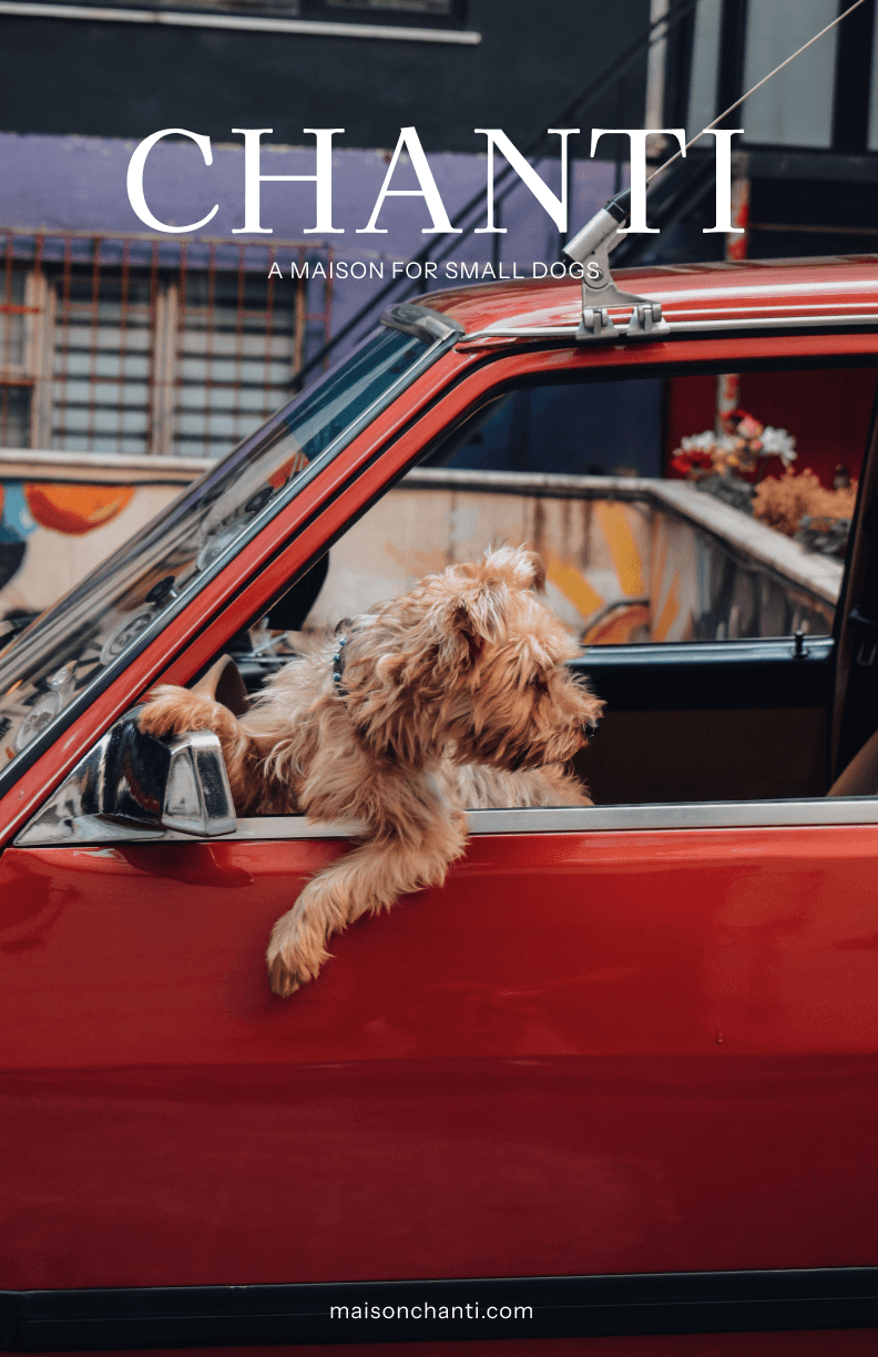 CHANTI poster: a small dog leaning out of a red car