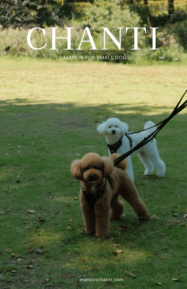 CHANTI poster: two poodles on a lawn