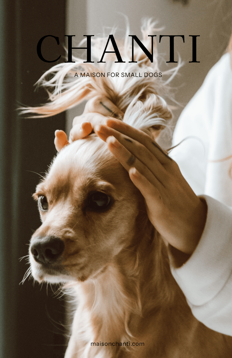 CHANTI poster: a small dog's hair being styled