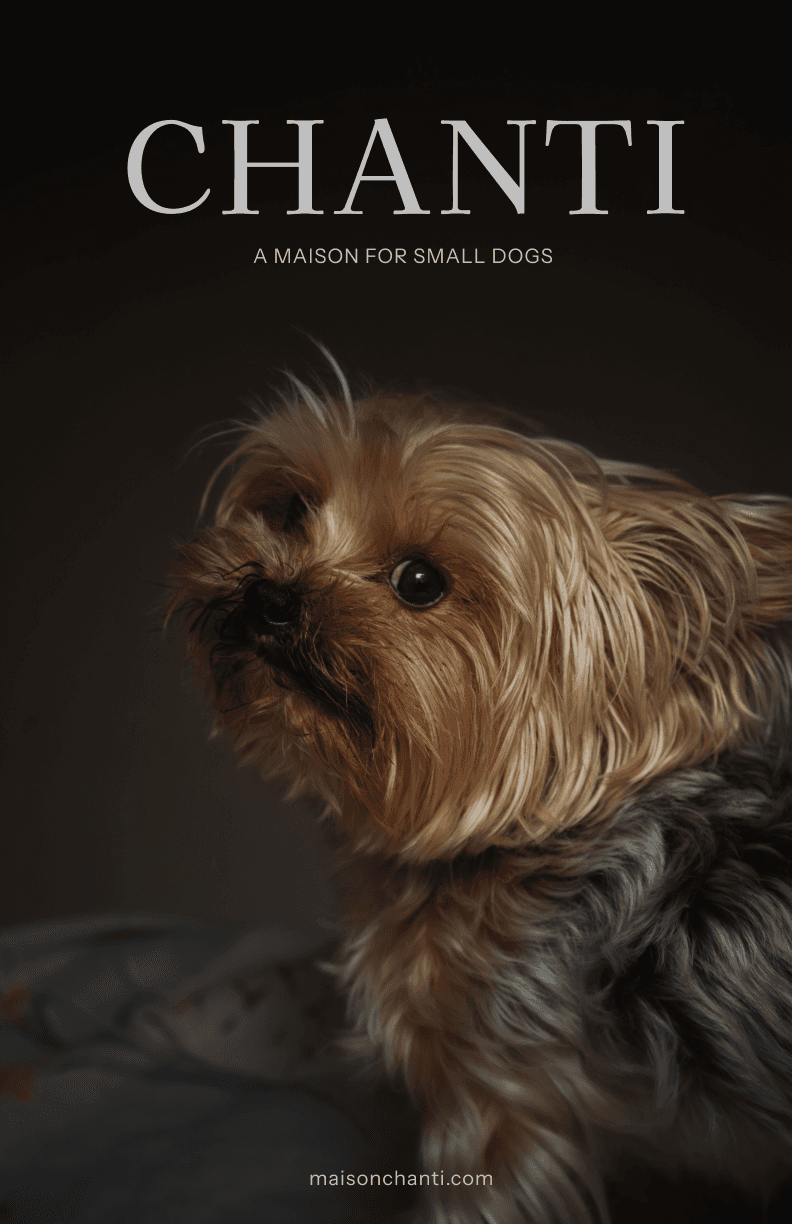 CHANTI poster: a Yorkshire terrier in low light